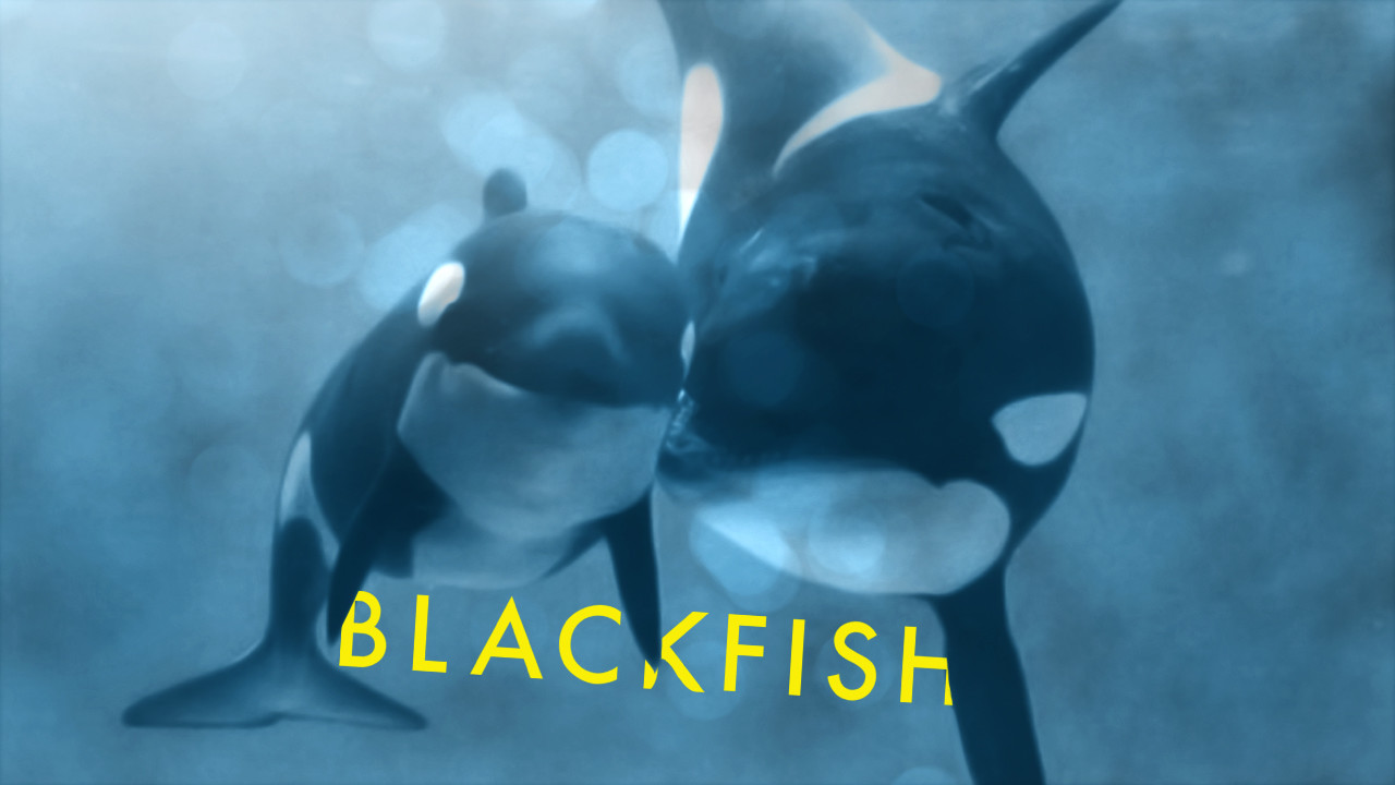 Movie poster for Blackfish showing 2 orcas a mother and a baby