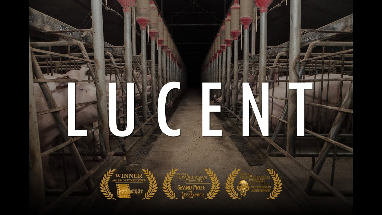 Vegan movie poster for a vegan documentary showing the insides of an industrial scale pig farm