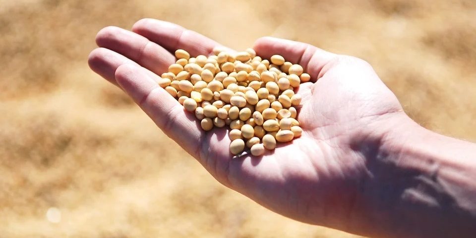 soy beans