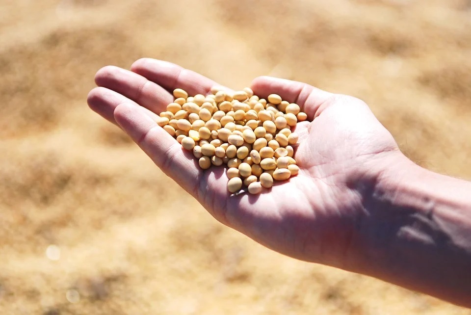 If you're looking for a natural remedy for hot flashes, you might try eating 1/2 cup soybeans daily.